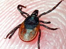 Энцефалитный клещ на пальце человека. © Фото с сайта orshagorodmoy.info