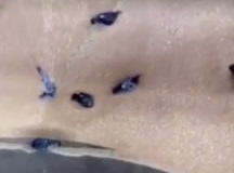 Голубя засасывает в зернопровод мукомольного цеха. © Скриншот из видео